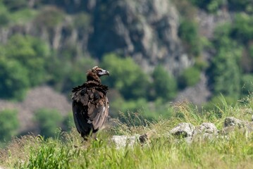 Cinereous Vulture