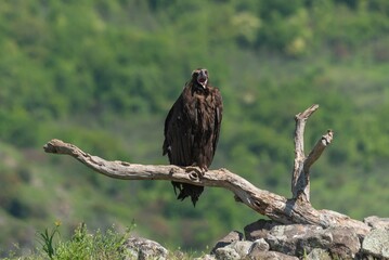 Cinereous Vulture perched on a dry tree