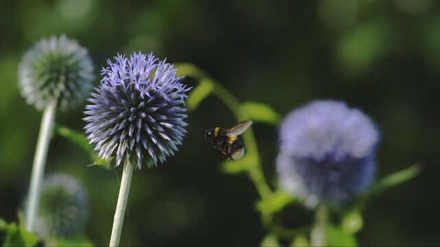 A  bumble bee arriving at an Echinops flower, 40x slowed down