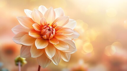 Fototapeta premium Colorful Dahlia Flower in Pastel Gradient Bloom