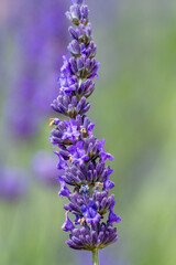 bee on lavender