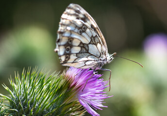 butterfly on a flower