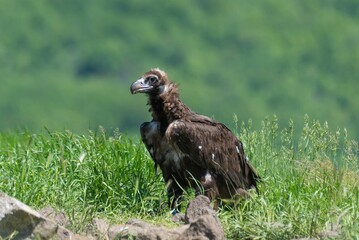 Fototapeta premium Cinereous Vulture
