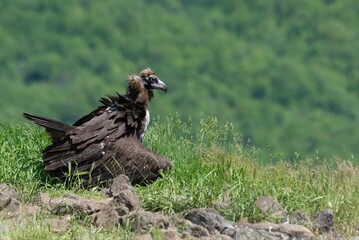 Cinereous Vulture ready to fight