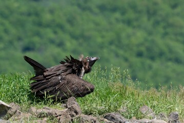 Cinereous Vulture ready to fight