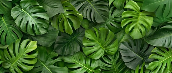Fototapeta premium Lush green monstera leaves create a vibrant, tropical backdrop full of texture and depth.