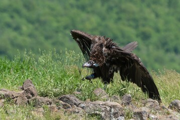 Cinereous Vulture ready to fight