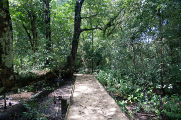 Tranquil forest path surrounded by greenery and bathed in natural light, offering a peaceful escape into nature, perfect for walking, hiking, and enjoying the beauty of the natural environment