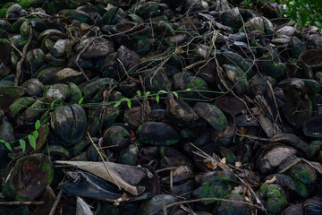 Detailed closeup of discarded coconut shells in a tropical setting, with an abstract arrangement of green moss and natural fibers, offering a rich texture for backgrounds, artwork, agricultural