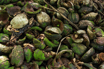 Detailed closeup of discarded coconut shells in a tropical setting, with an abstract arrangement of green moss and natural fibers, offering a rich texture for backgrounds, artwork, agricultural