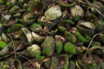 Detailed closeup of discarded coconut shells in a tropical setting, with an abstract arrangement of green moss and natural fibers, offering a rich texture for backgrounds, artwork, agricultural