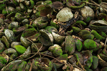 Detailed closeup of discarded coconut shells in a tropical setting, with an abstract arrangement of green moss and natural fibers, offering a rich texture for backgrounds, artwork, agricultural