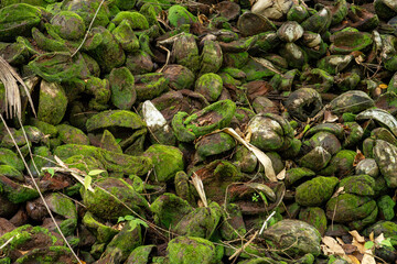 Detailed closeup of discarded coconut shells in a tropical setting, with an abstract arrangement of green moss and natural fibers, offering a rich texture for backgrounds, artwork, agricultural