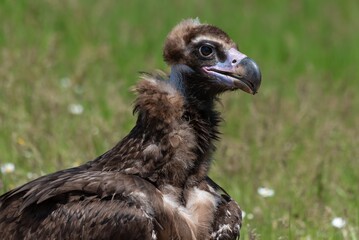 Cinereous Vulture