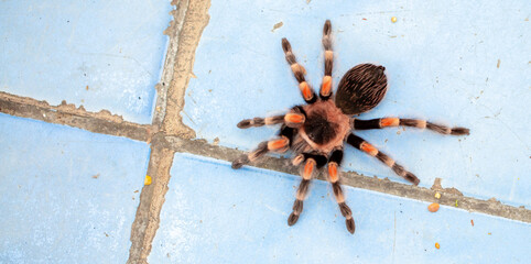 Tarantula spider close-up on the floor in the house. Tarantula spider as a pet.