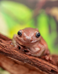 An Australian tree frog sits on the bark of a tree. The frog turns around and looks at the camera.