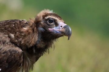 Cinereous Vulture