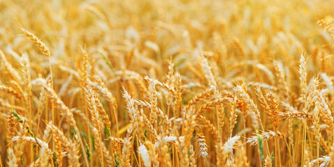 Golden Wheat field banner, ripening ears of wheat at natural light. Yellow ripe grains bread crop, harvest in agricultural field, autumn season background. Crops field grain culture at sunlight