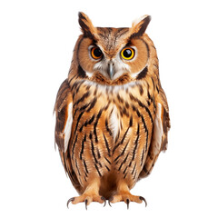 Naklejka premium owl transparent background 