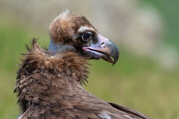 Cinereous Vulture