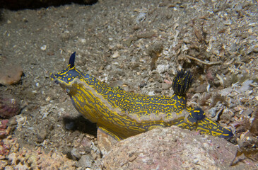 Nudibranquio del mediterraneo sobre arena, felimare picta
