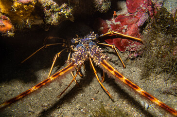 Langosta en fondo rocoso