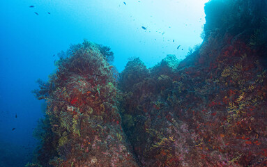 Paisaje submarino mediterraneo en la costa brava
