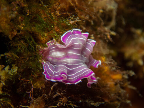Planaria lila en fondo submarino del mediterraneo