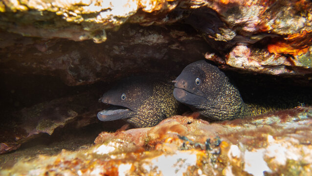 dos morenas en una grieta en el mediterraneo