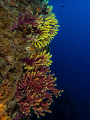 Obraz premium Gorgonia en pared submarina en el mediterraneo