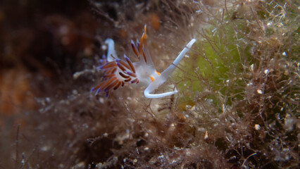 Nudibranquio sobre fondo con algas
