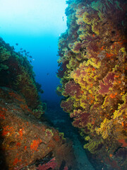 Montaña submarina con paredes llenas de gorgonia