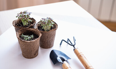 Garden concept: seeds, pots and little instruments like a shovel and rake on white background....