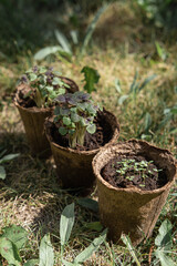 Garden concept: seeds, pots and little instruments like a shovel and rake on green background. Environmental conservation, eco concept