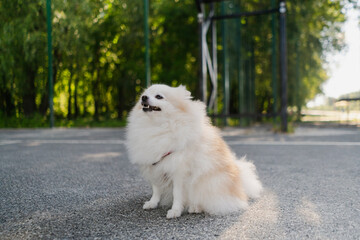 small fluffy beautiful pomeranian spitz runs on the sports ground on a walk with his owner. Funny...