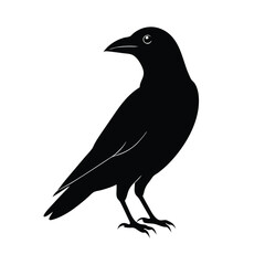 Fototapeta premium a flat crow silhouette vector art illustration, isolated white background,