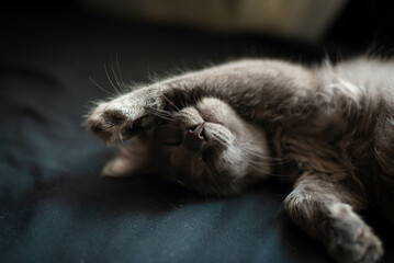 cat sleeping on the floor