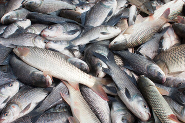 fresh fish on the market