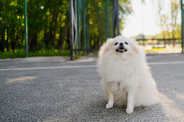 small fluffy beautiful pomeranian spitz runs on the sports ground on a walk with his owner. Funny animals