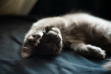 cat sleeping on the floor