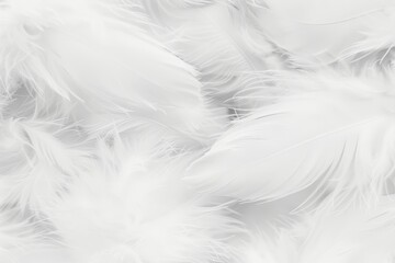 Abstract Softness Single White Feather Atop a Cloud of Delicate Plumes, Subtle Texture, Close-Up