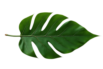 Tropical Monstera Leaf with Distinctive Splits, Isolated on White or Transparent PNG, Iconic Plant for Interior Design