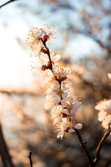 White flowers on a branch