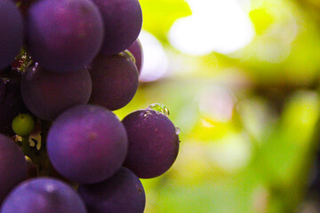 purple-blue grapes, grapes growing in the garden, grape harvest, grape wine, close-up view, blurred green leaves in the background	