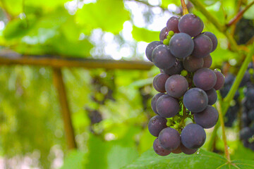 purple-blue grapes, grapes growing in the garden, grape harvest, grape wine, close-up view, blurred green leaves in the background	