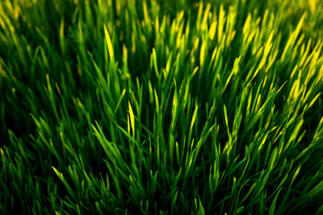 Green grass texture