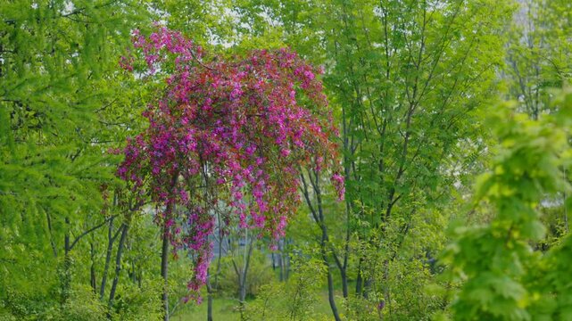 A bush with bright pink flowers among trees with lush green leaves. The contrast in colors is stunning.