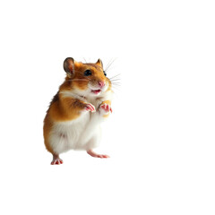 standing hamster ,isolated on white background , transparent png image