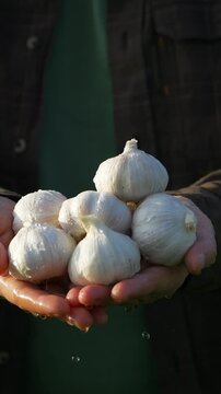 Fresh Garlic Bulbs Carefully Harvested by Hand. vertical video, organic farming