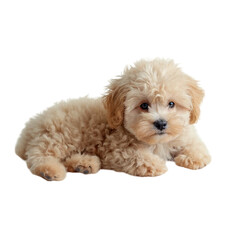 Obraz premium puppy ,isolated on white background , transparent png image
